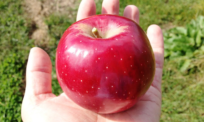 有機栽培・特別栽培りんご